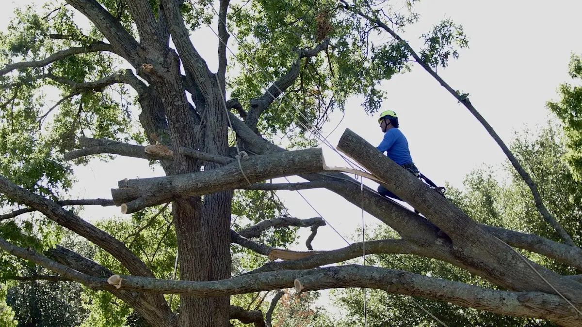 Professional Crown Thinning performed by certified arborists in Comanche