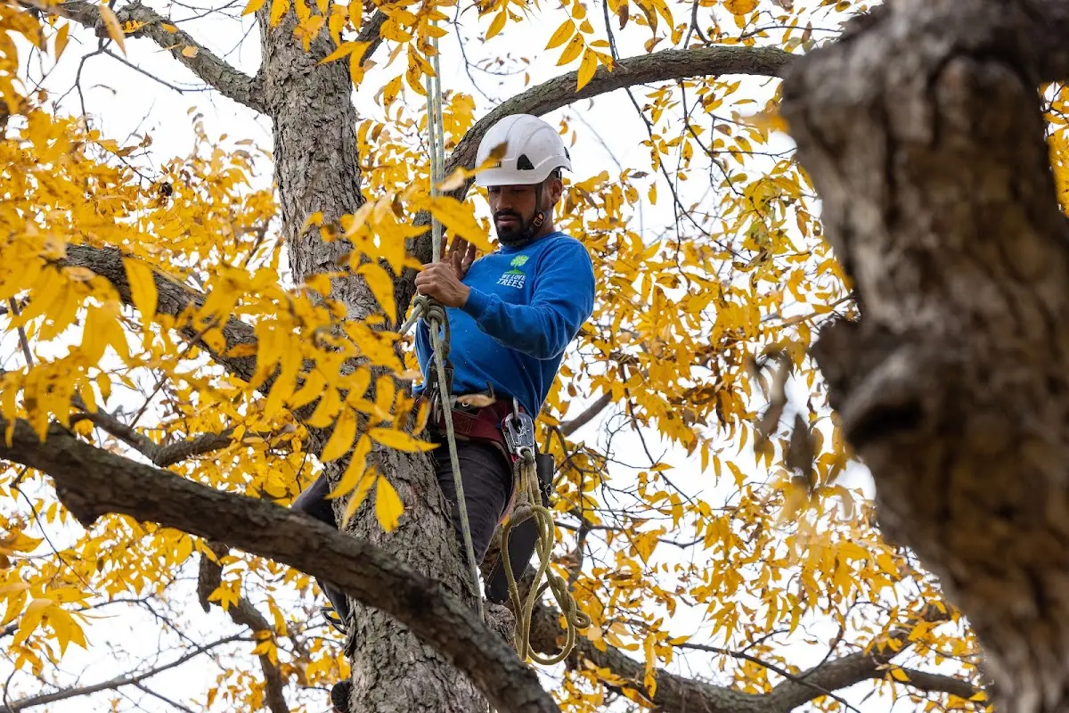 Skilled Tree Trimming crew working in Comanche